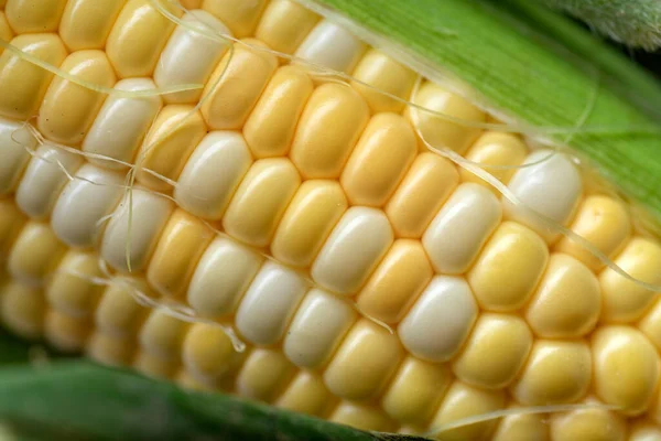 Raw cobs of young corn with leaves on a wooden table.