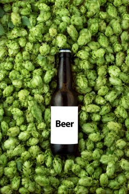Brown ice beer bottle on green hops background