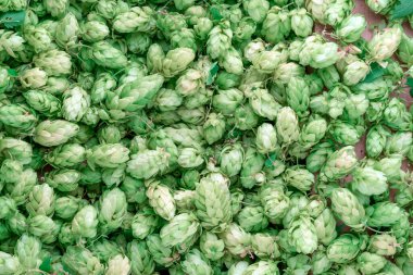 Bira ve ekmek yapmak için yeşil taze hop koni yakın çekim