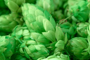 Bira ve ekmek yapmak için yeşil taze hop koni yakın çekim