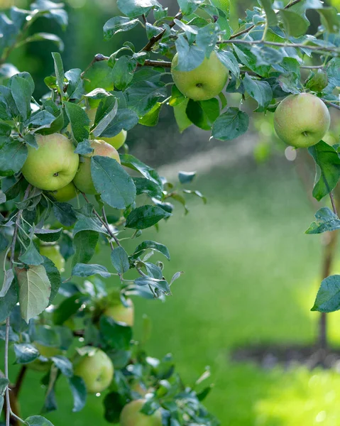 Shiny Delicious Apples Hanging Tree Branch Apple Orchard Watering — Stock Photo, Image
