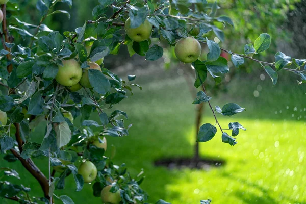 Shiny Delicious Apples Hanging Tree Branch Apple Orchard Watering — Foto de Stock