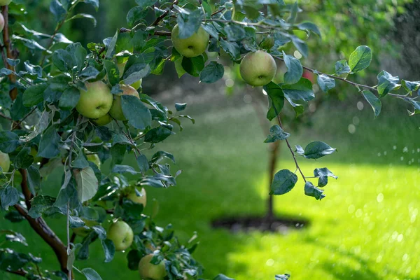 Shiny Delicious Apples Hanging Tree Branch Apple Orchard Watering — Stock Photo, Image