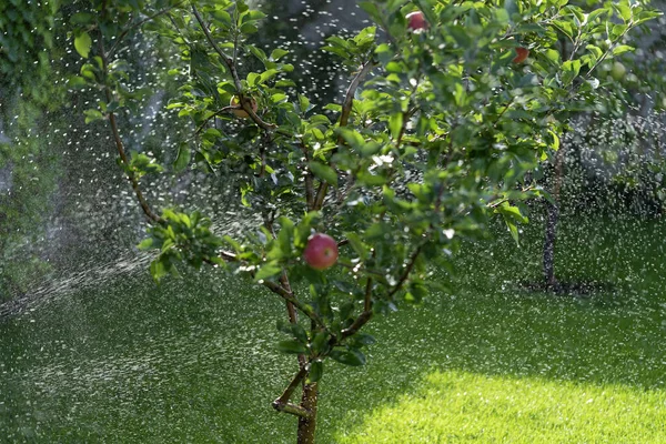 Shiny Delicious Apples Hanging Tree Branch Apple Orchard Watering — Foto Stock