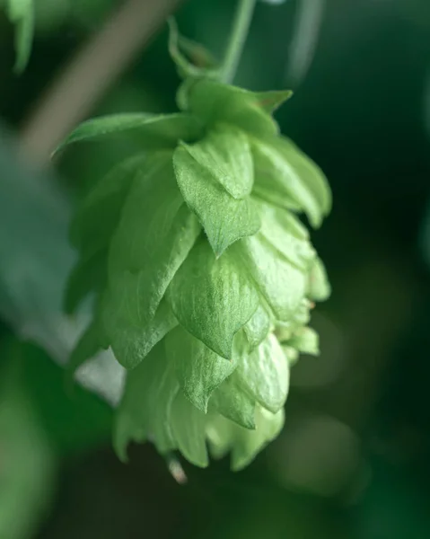 Зеленые Свежие Хмелевые Шишки Приготовления Пива Хлеба — стоковое фото
