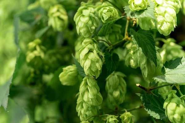 Szyszki Zielony Świeży Chmielu Produkcji Piwa Chleb Bliska — Zdjęcie stockowe