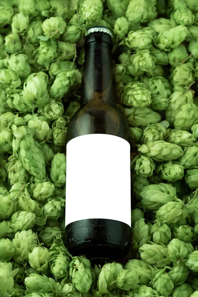 Brown Ice Beer Bottle Green Hops Background — стоковое фото