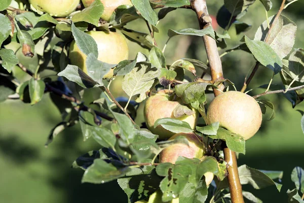 Shiny Delicious Apples Hanging Tree Branch Apple Orchard Watering — Foto de Stock