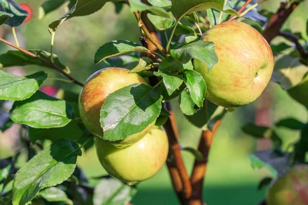 Shiny Delicious Apples Hanging Tree Branch Apple Orchard Watering — Stockfoto