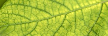Yeşil bir yaprağın dokusu. makro fotoğrafçılık. Metin için arkaplan olarak kullan