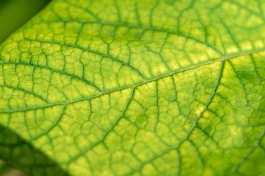 Yeşil bir yaprağın dokusu. makro fotoğrafçılık. Metin için arkaplan olarak kullan