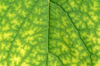 Yeşil bir yaprağın dokusu. makro fotoğrafçılık. Metin için arkaplan olarak kullan