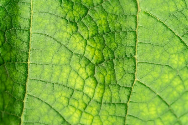 Textur Eines Grünen Blattes Nahaufnahme Makrofotografie Verwendung Als Hintergrund Für — Stockfoto