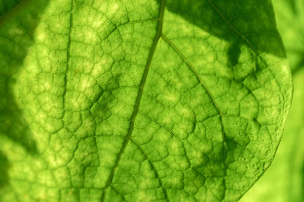 Yeşil Bir Yaprağın Dokusu Makro Fotoğrafçılık Metin Için Arkaplan Olarak — Stok fotoğraf