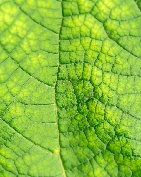 Texture Une Feuille Verte Gros Plan Macro Photographie Utiliser Comme — Photo