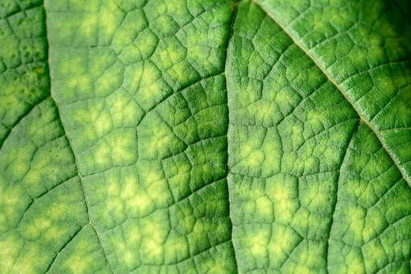 Texture Green Leaf Close Macro Photography Use Background Text — Stock Photo, Image