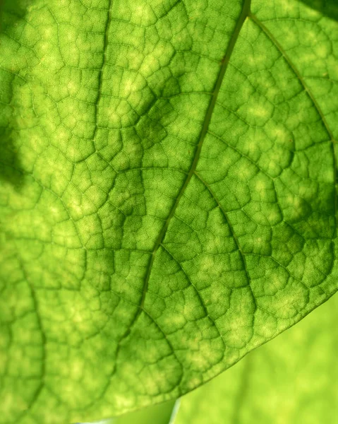 Texture Une Feuille Verte Gros Plan Macro Photographie Utiliser Comme — Photo