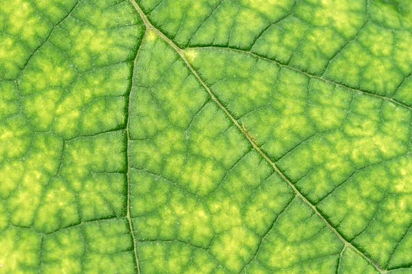 Textura Uma Folha Verde Close Fotografia Macro Usar Como Fundo — Fotografia de Stock