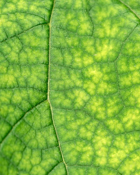Tekstura Zielonego Liścia Zbliżenie Makrofotografia Wykorzystanie Jako Tła Dla Tekstu — Zdjęcie stockowe