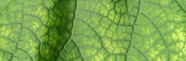 Textuur Van Een Groen Blad Close Macrofotografie Gebruik Als Achtergrond — Stockfoto