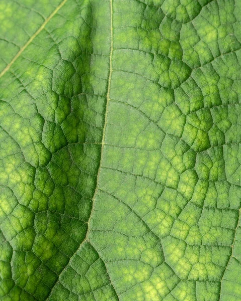 Textura Uma Folha Verde Close Fotografia Macro Usar Como Fundo — Fotografia de Stock