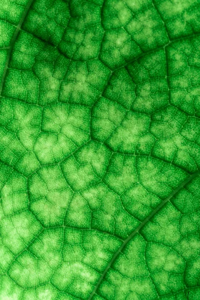 Texture Une Feuille Verte Gros Plan Macro Photographie Utiliser Comme — Photo