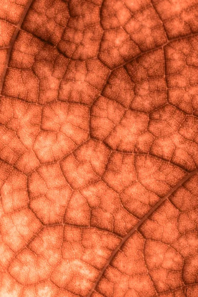 Texture Green Leaf Close Macro Photography Use Background Text — Stock Photo, Image