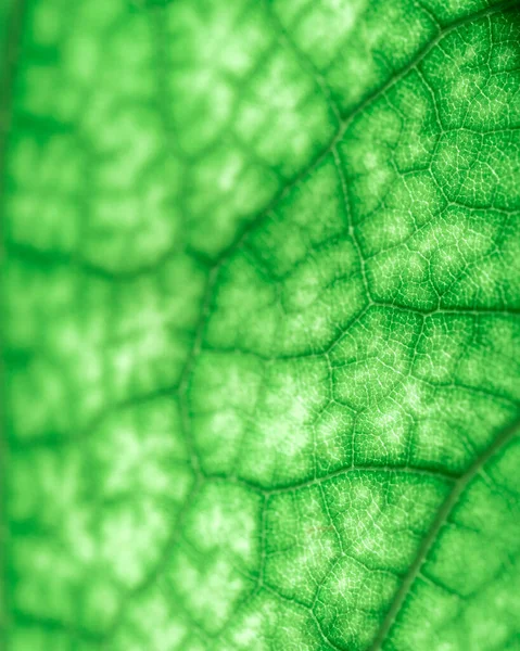 Tekstura Zielonego Liścia Zbliżenie Makrofotografia Wykorzystanie Jako Tła Dla Tekstu — Zdjęcie stockowe