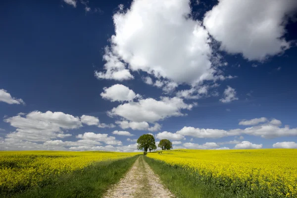 Rapsfeld — Stockfoto