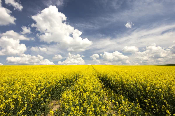 Rapsfält — Stockfoto