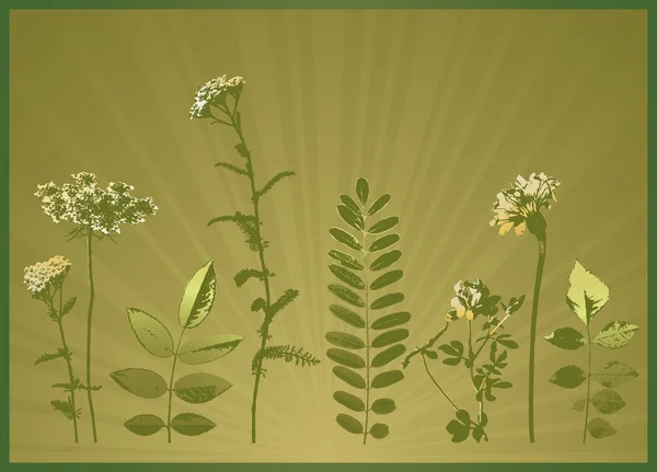 Hintergrund mit vielen Silhouetten von Pflanzen, Vektor — Stockvektor