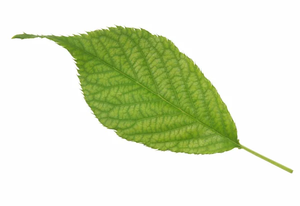 Πράσινο φύλλο, απομονωθεί σε λευκό φόντο — Φωτογραφία Αρχείου