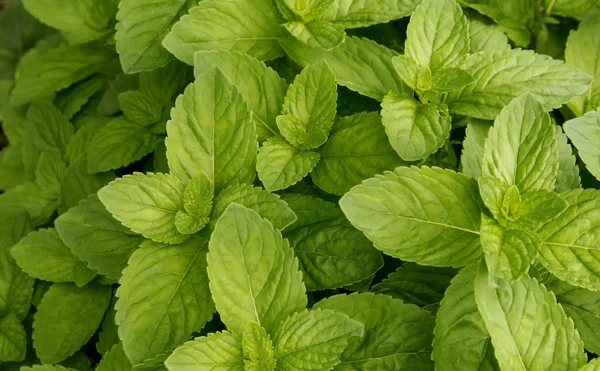 Texture of fresh green spearmint — Stock Photo, Image