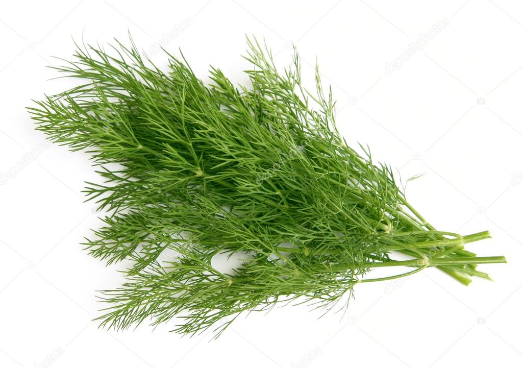 Sheaf of green dill, isolated over white background