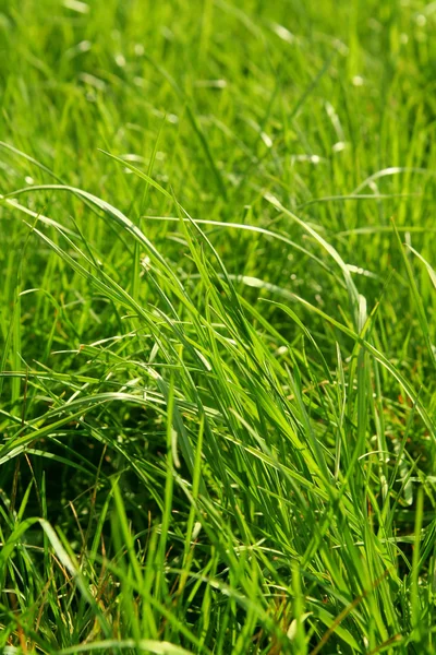 Макро зеленого пятна травы — стоковое фото