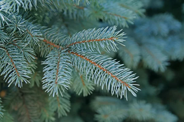 Green branches of pine — Stock Photo, Image