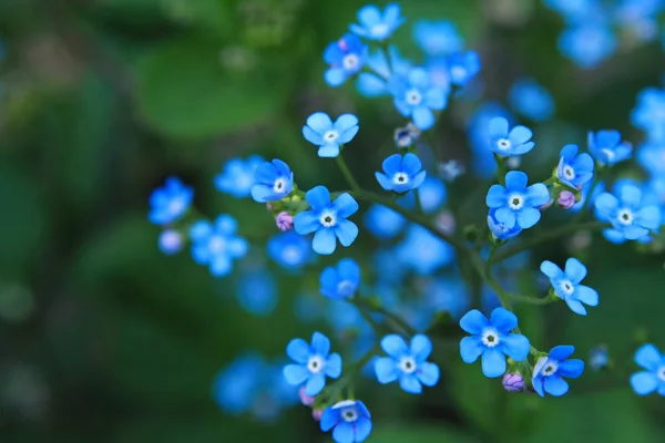Forget me not — Stock Photo, Image