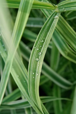 Yaprağın üzerine damlalar