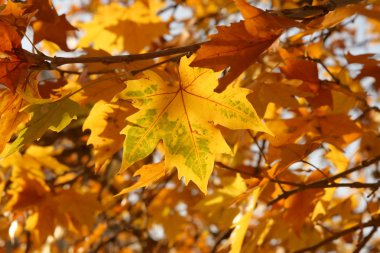 Parkta sarı sonbahar yaprakları