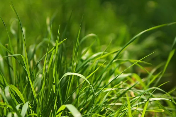 Макро зеленого пятна травы — стоковое фото