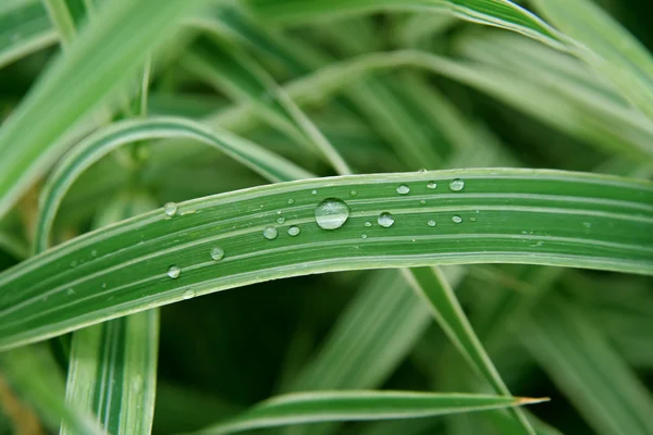 Drops on the leaf — Stock Photo, Image