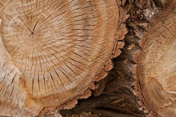 Wood rings — Stock Photo, Image