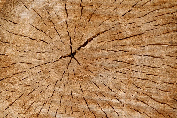 Holzringe — Stockfoto