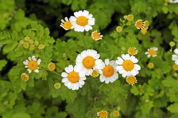 Field of camomile — Stock Photo, Image