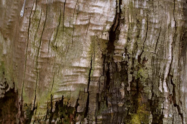 Detail of bark , macro — Stock Photo, Image