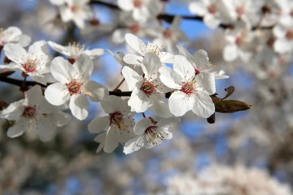 Primavera fiore di prugna bianca sul cielo — Foto Stock