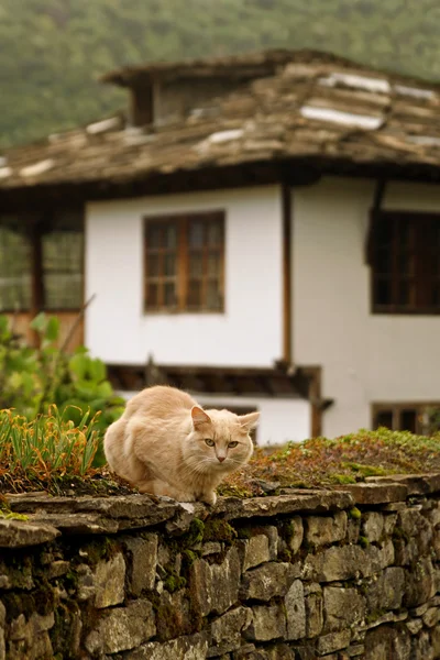 Een kat op een achtergrond van een oud huis in bozenci village, Bulgarije. — Stockfoto