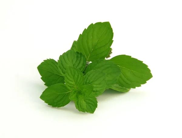 Fresh green spearmint isolated over white background — Stock Photo, Image