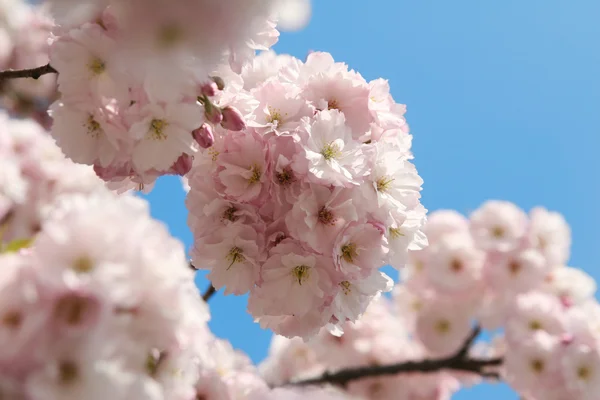 Ramo di fiori di morello giapponesi — Foto Stock