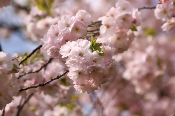 Branch of Japanese morello flowers — Stock Photo, Image